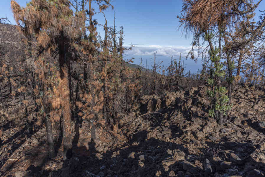 Tenerife 291 - parque natural Corona Forestal.jpg